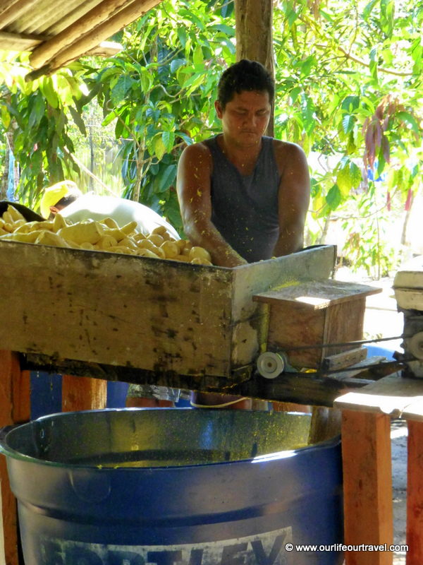 Preparing manioc flour. Visiting the rainforest near Manaus, Brazil.