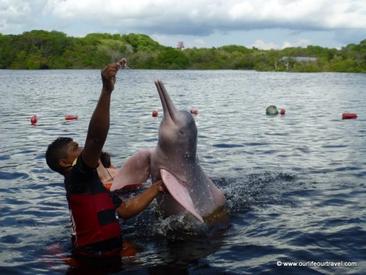 Pink Dolphins Where To See Them And Why Not To Swim With Them Our Life Our Travel