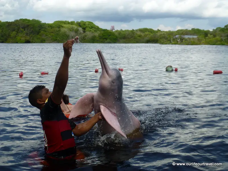 Amazon River Pink Dolphin Facts