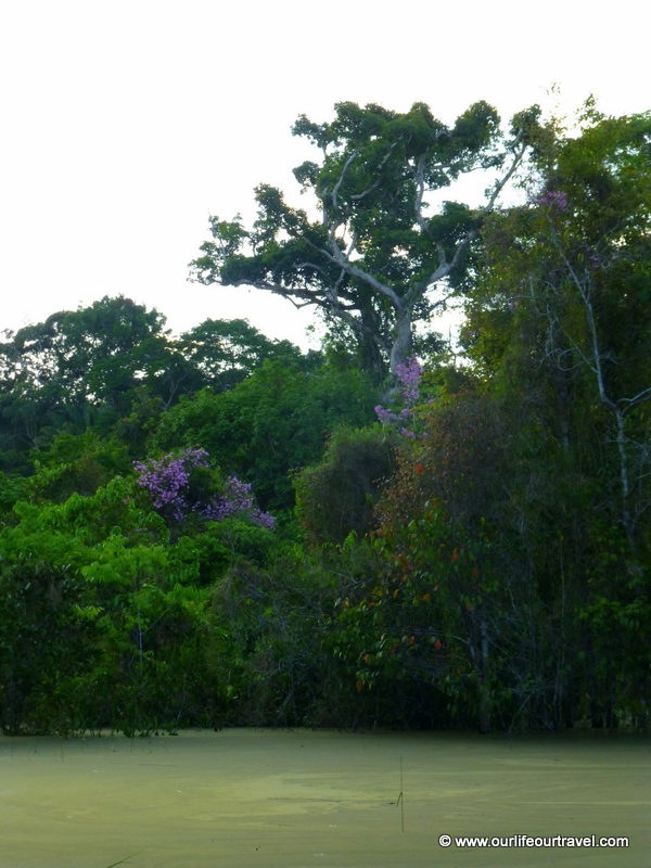 In the Rio Negro rainforest. Manaus, Brazil.