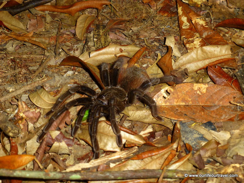 Tarantula in the Rio Negro rainforest. Manaus, Brazil.