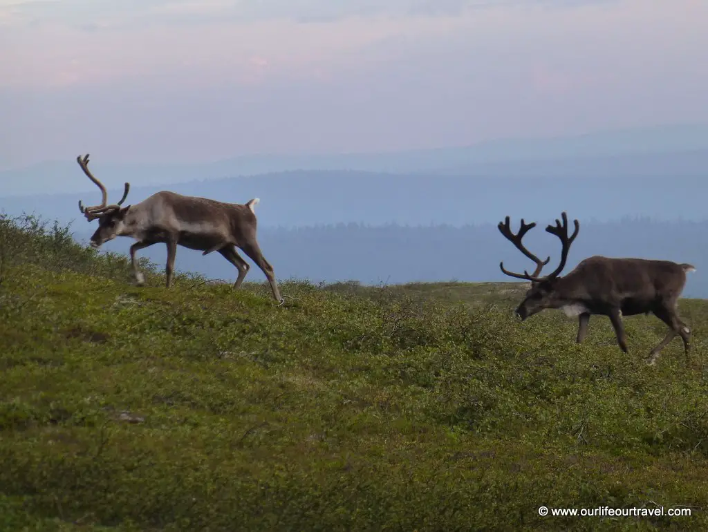 wedding lapland urho kekkoken national park reindeer kilopää