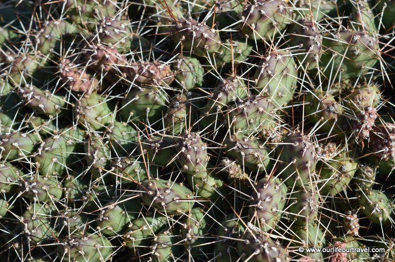 Cactus at Cinnamon Ridge