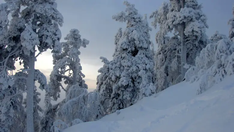Winter in Pyhä-Luosto National Park