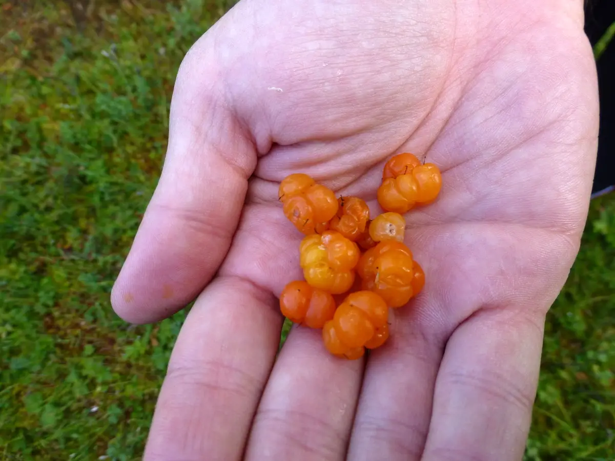 Cluodberry picking while hike in Pyhä-Luosto National Park