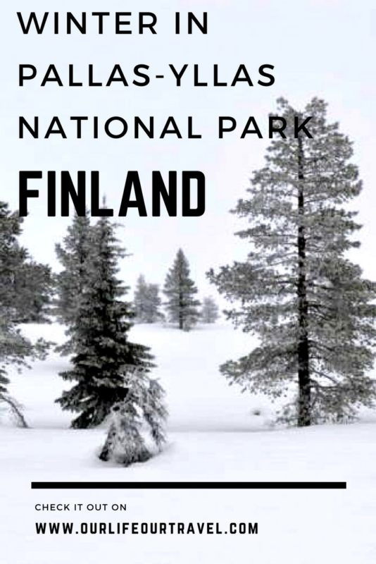 Snowy trees in Pallas-Ylläs National Park, Lapland, Finland