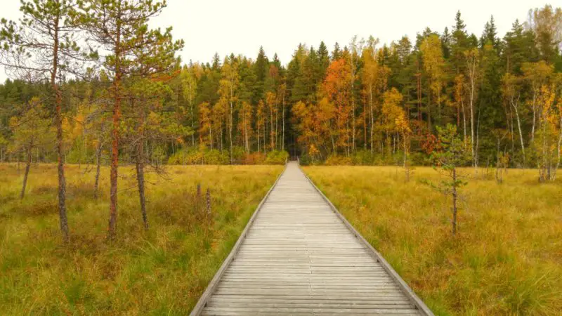 Mires of Kurjenrahka National Park, Finland