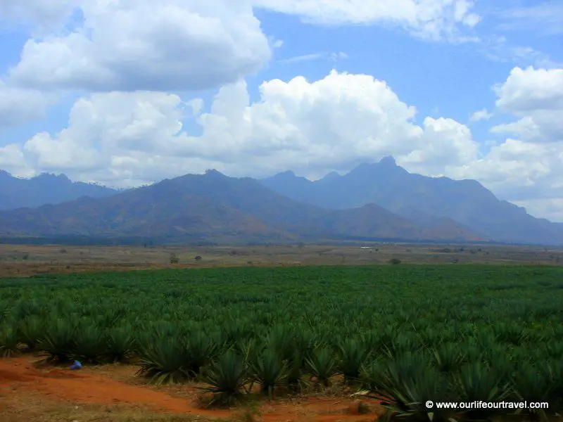 A pineapple plantation