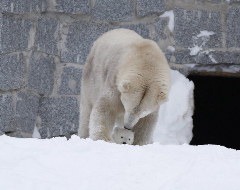 Ranua Zoo polar bear cub and mommy - Finland winter itinerary