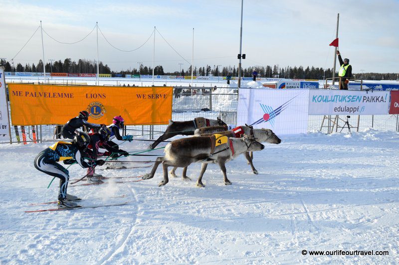 Start of a reindeer race in Rovaniemi, Finland. Porocup