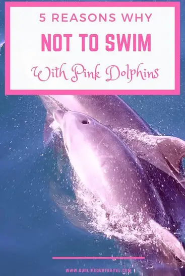 Pink Dolphins Where To See Them And Why Not To Swim With Them Our Life Our Travel