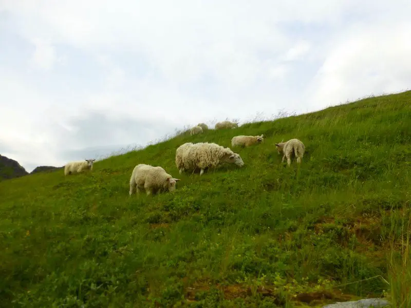 Sheep in Lofoten, Norway