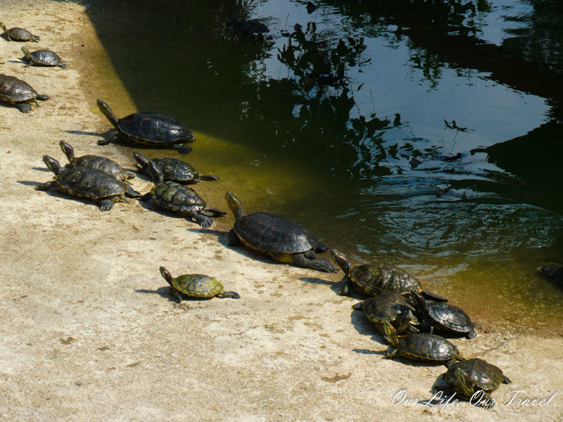 Turtles on Pulau Kusu