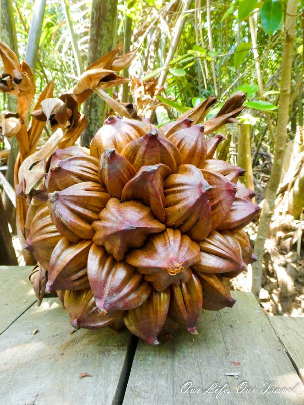 Fruit of Nipah Palm