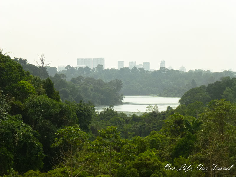 MacRitchie Reservoir - The green hearth of Singapore
