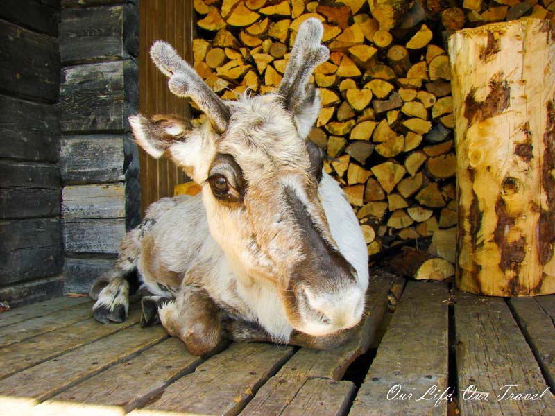 reindeer at the wood storage in Pallas-Yllästunturi National Park