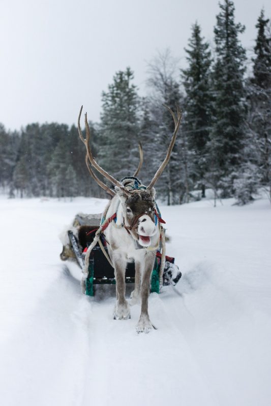 reindeer safari lapland