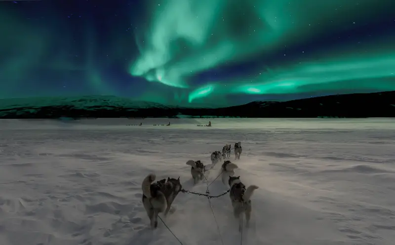 Husky Safari Santa Claus Village